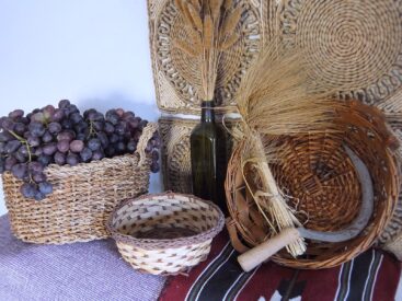 Harvested grapes with barley